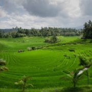 preserving while promoting balinese culture