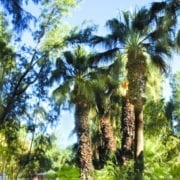 two bunch palms resort & spa