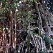 Eternal Banyan Tree Bali symbolism yoga meaning near me what is vad