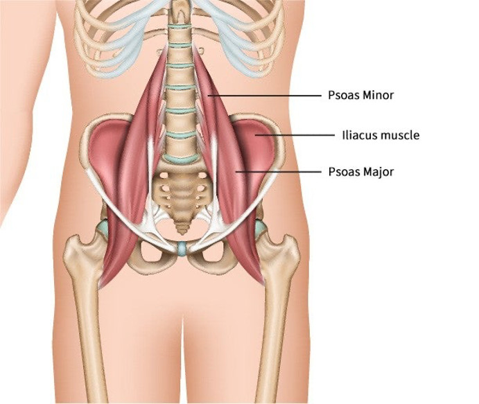 drawing psoas muscle minor crying during meditation poses hip opening yoga